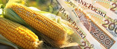 zdjęcie wprowadzające do artykułu: Dopłaty do kukurydzy – wnioski o pomoc do 29 luteg